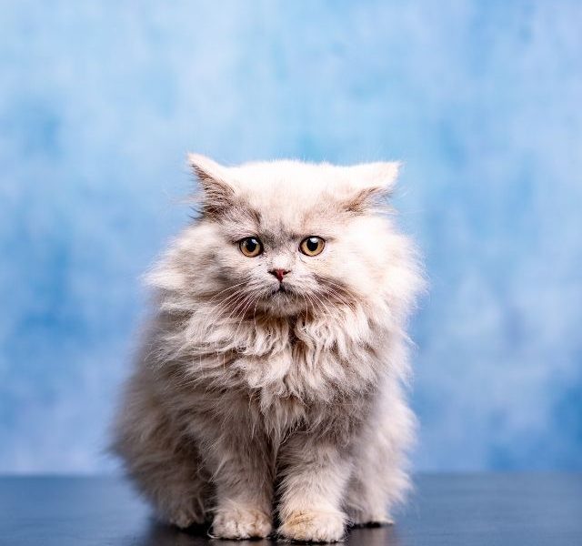 British Longhair Kedi Irkı Özellikleri, Karakteri, Bakımı ve Beslenmesi